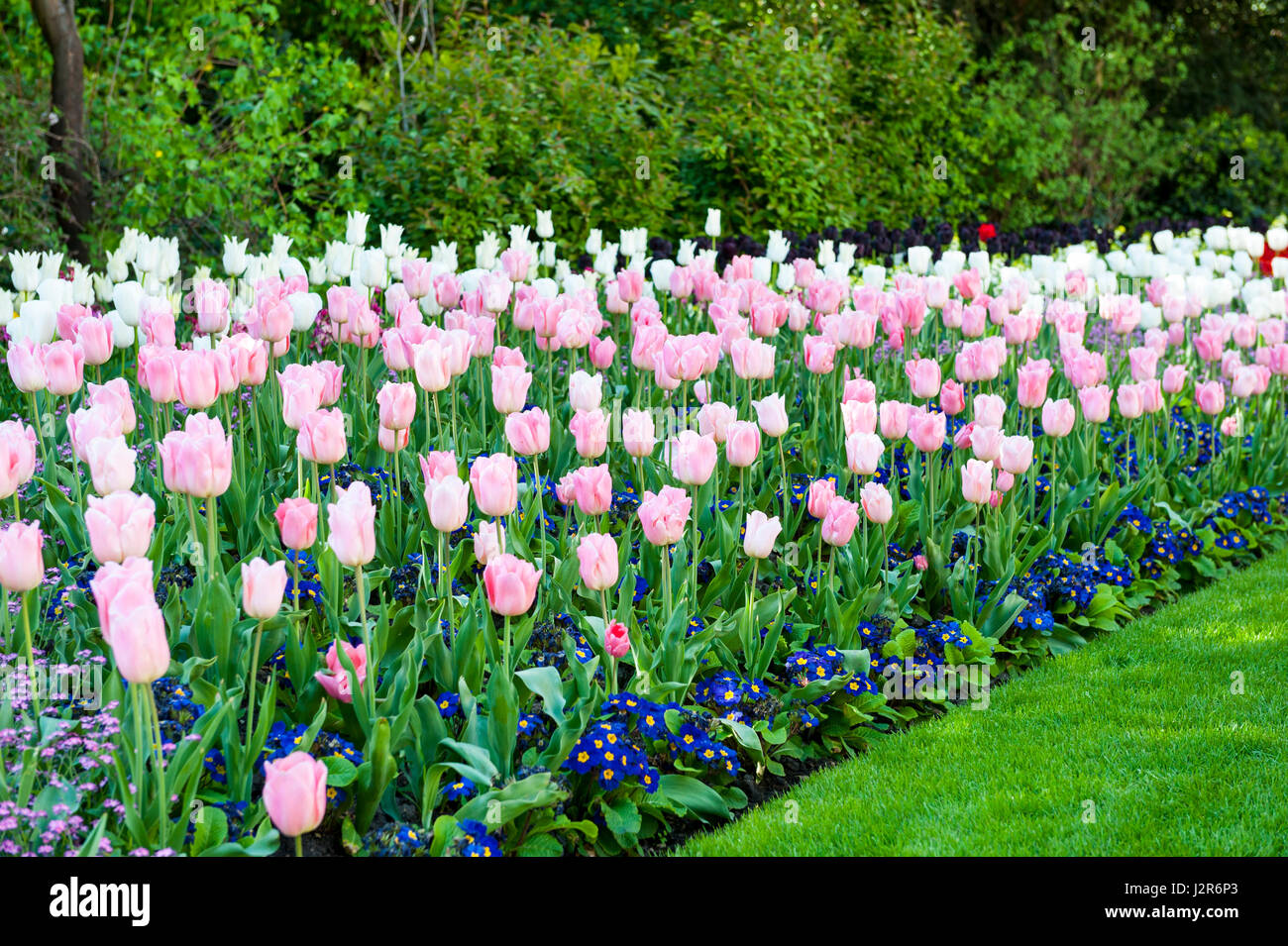 Colorful tulips in the park. Spring landscape Stock Photo - Alamy