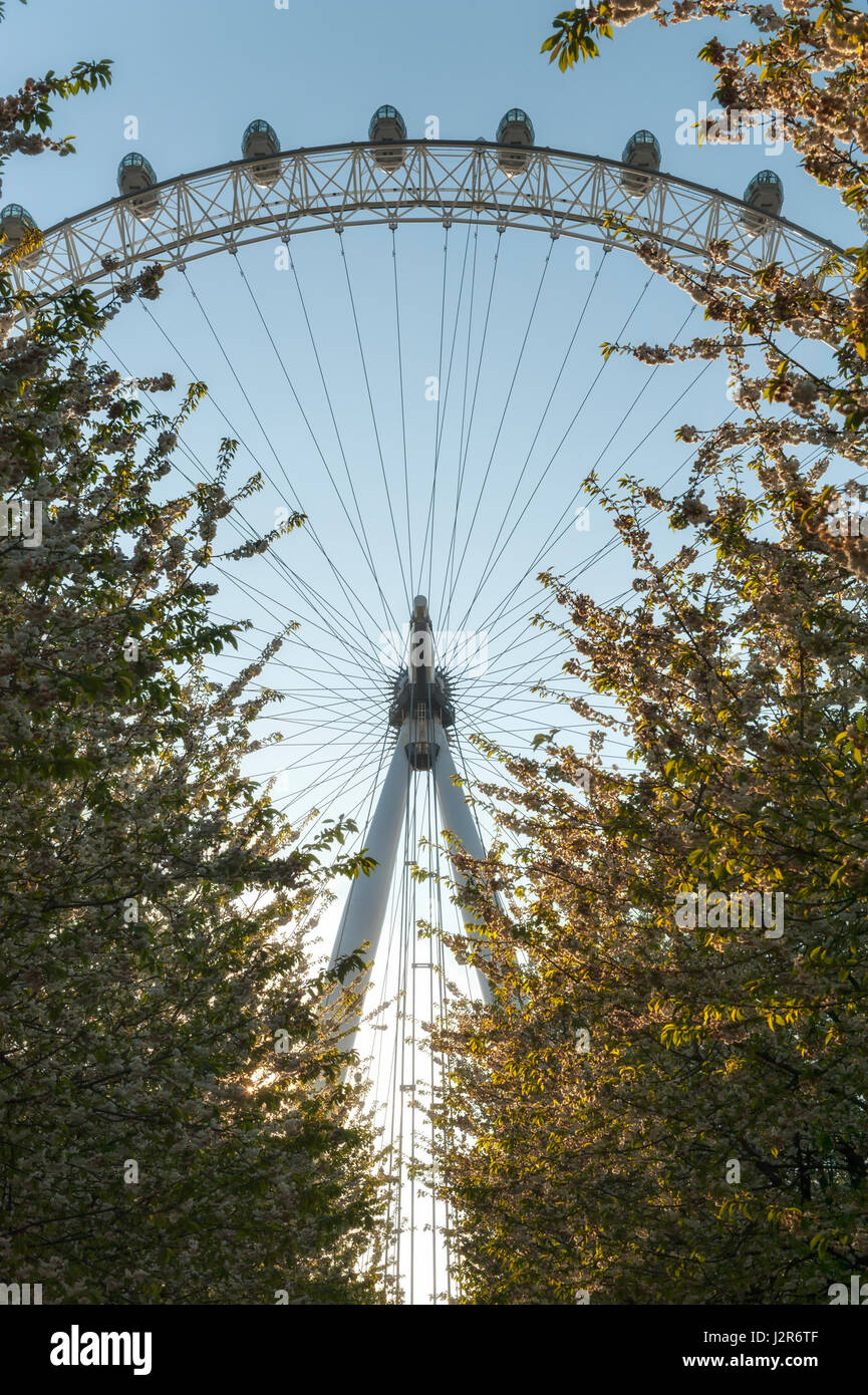 The London Eye Seen from Across the Thames Stock Photo