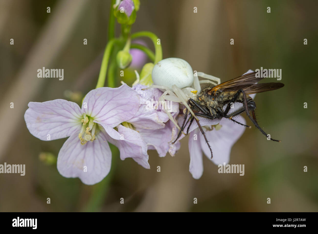 Close-up of a white crab spider (Thomisidae) predating a robberfly on a cuckooflower (also known as lady's smock or Cardamine pratensis) Stock Photo