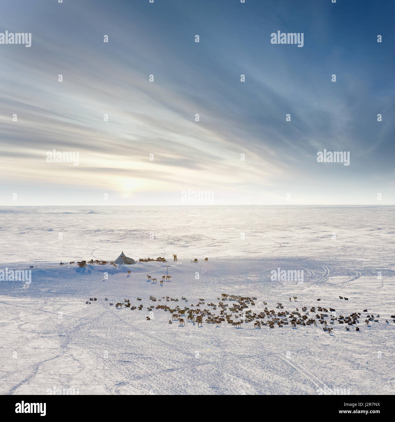 Reindeer graze in the tundra around of nomadic yurt next to of polar circle at a cold winter day. Stock Photo