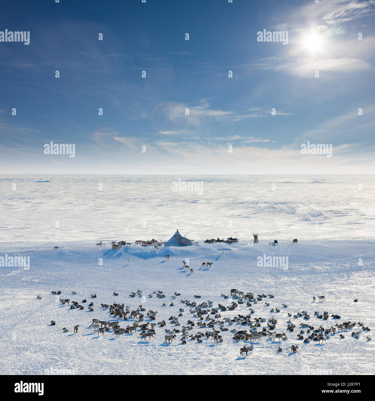 Reindeer graze in the tundra around of nomadic yurt next to of polar circle at a cold winter day. Stock Photo