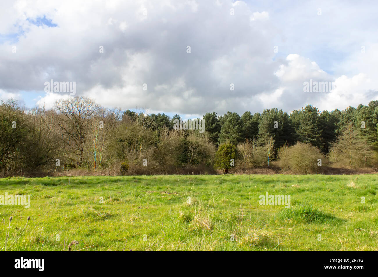 Pine trees found in a forest in London, United Kingdom Stock Photo Alamy