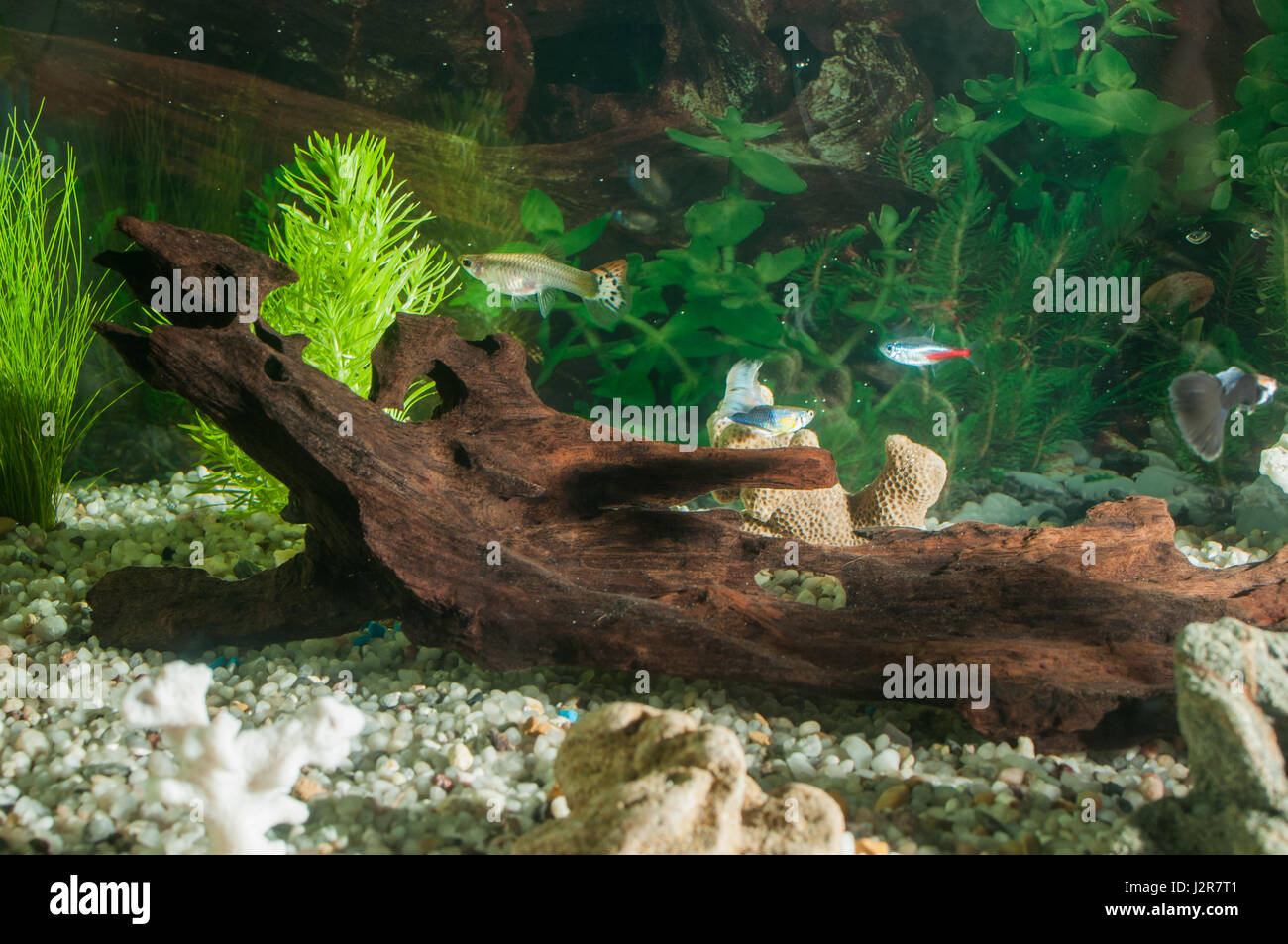 aquarium with many fish and natural plants and sand.Tropical fishes.aquarium with green plants and corals Stock Photo