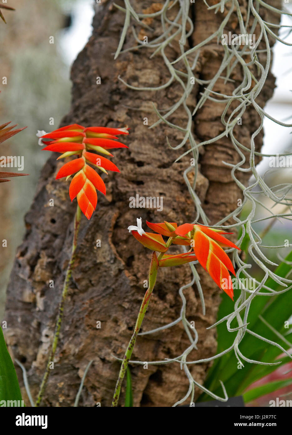 Flowering Tillandsia dyeriana Stock Photo