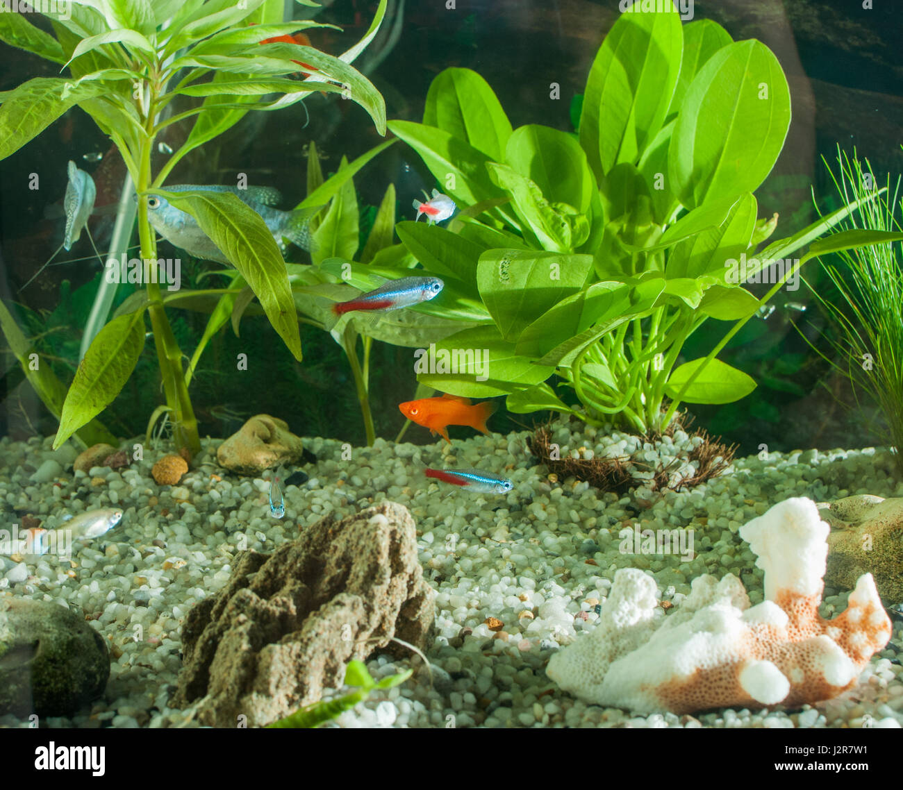 aquarium with many fish and natural plants and sand.Tropical fishes.aquarium with green plants and corals Stock Photo