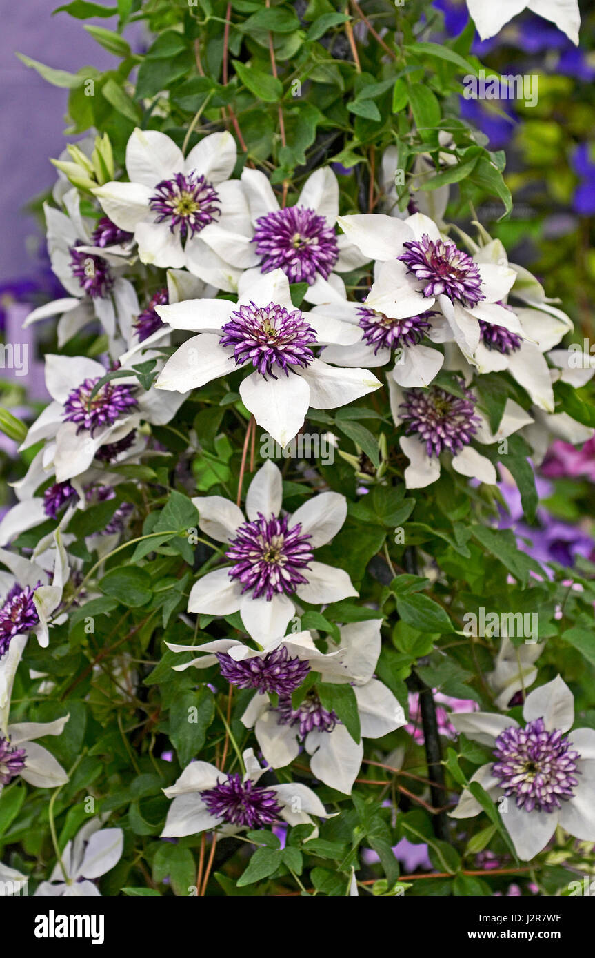 Flowering Clematis florida 'Sieboldii' Stock Photo