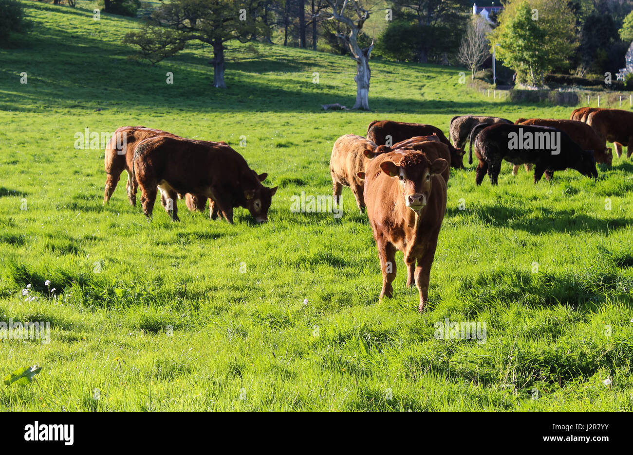 Grazing in the sun hi-res stock photography and images - Alamy