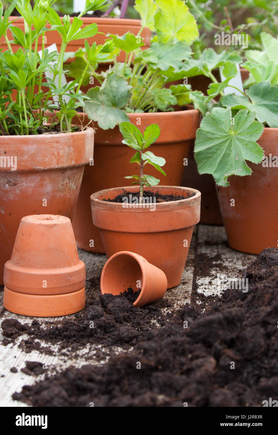 Plant pots with herbs and garden soil Stock Photo Alamy