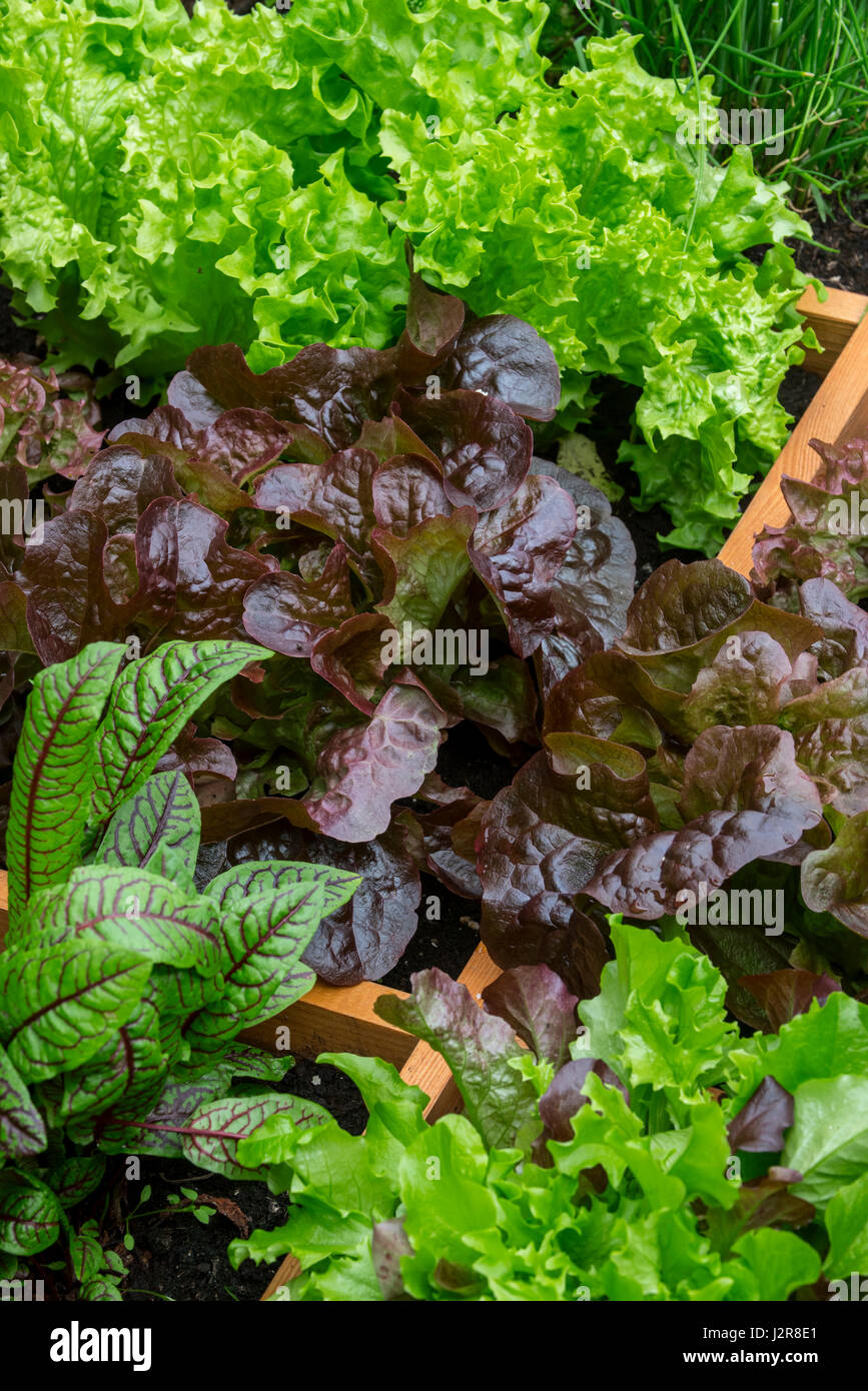 Square foot garden showing different species of lettuce, herbs and