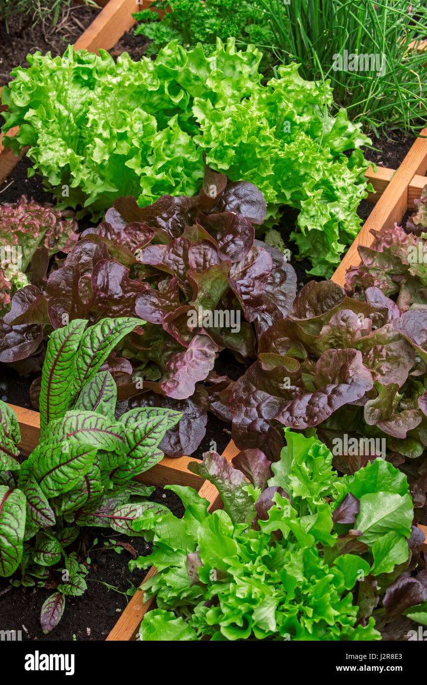 Square foot garden showing different species of lettuce, herbs and