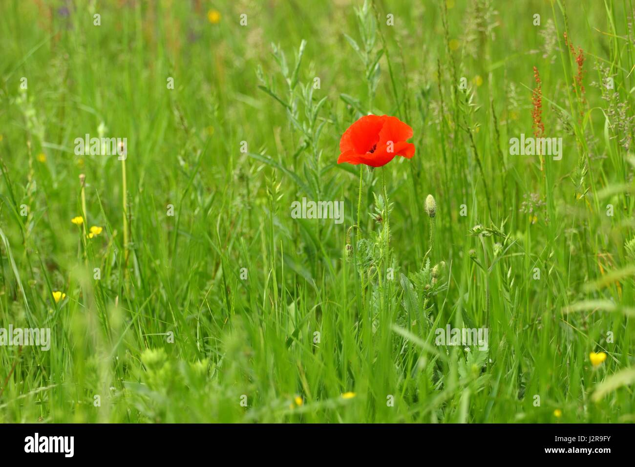 Poppy In Grass High Resolution Stock Photography and Images - Alamy