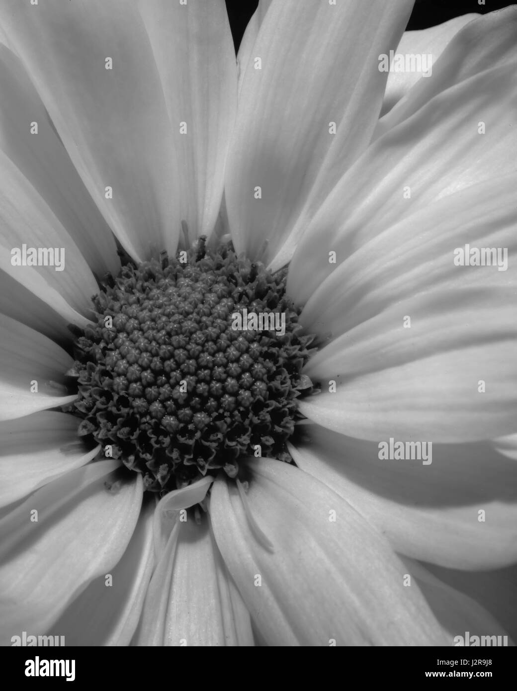 Marguerite flower petals Black and White Stock Photos & Images - Alamy