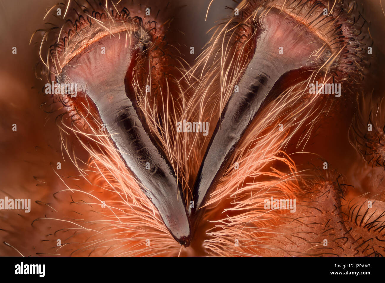 Extreme magnification - Mexican redknee tarantula fangs Stock Photo