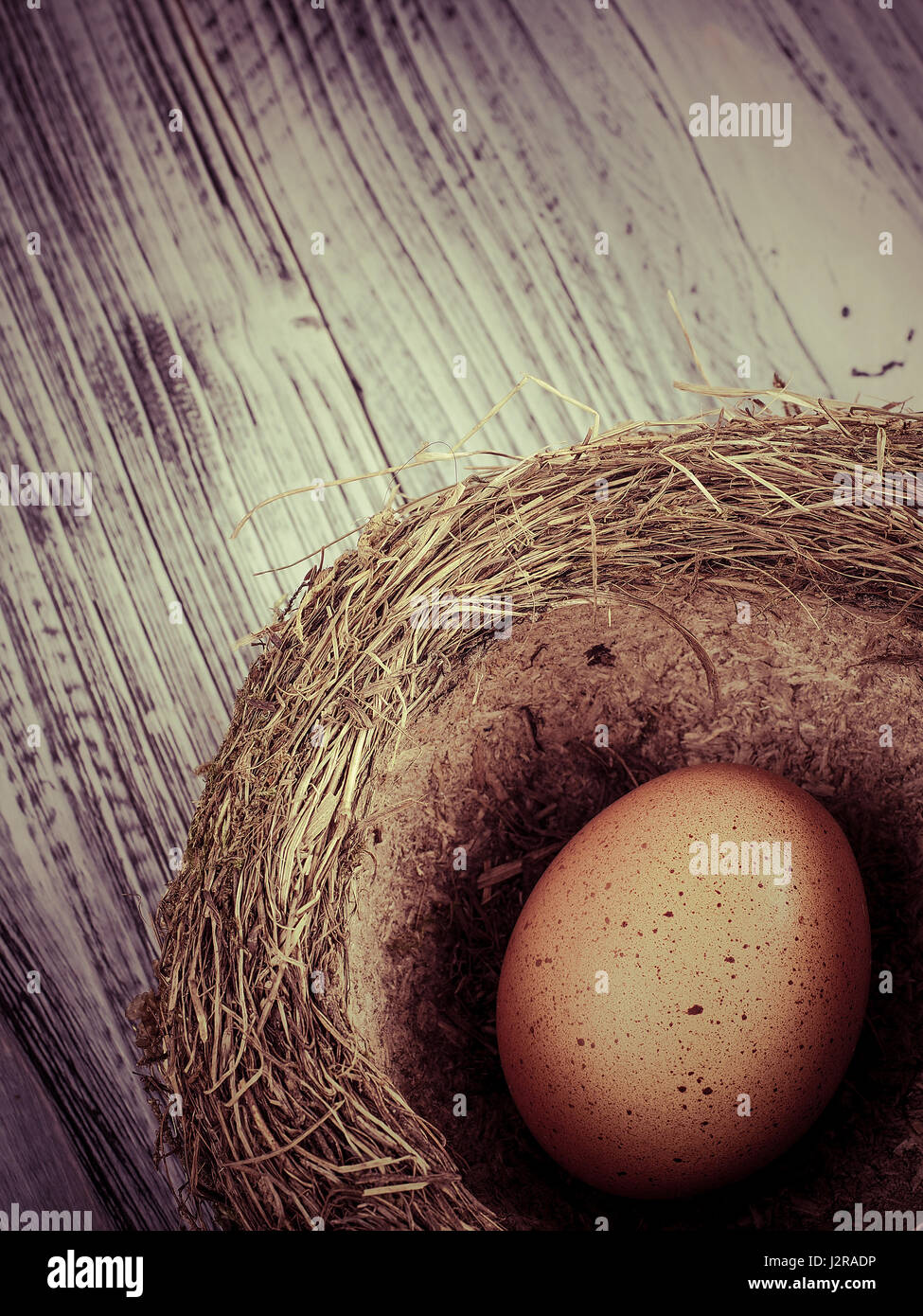 Bird nest and eggs Stock Photo Alamy