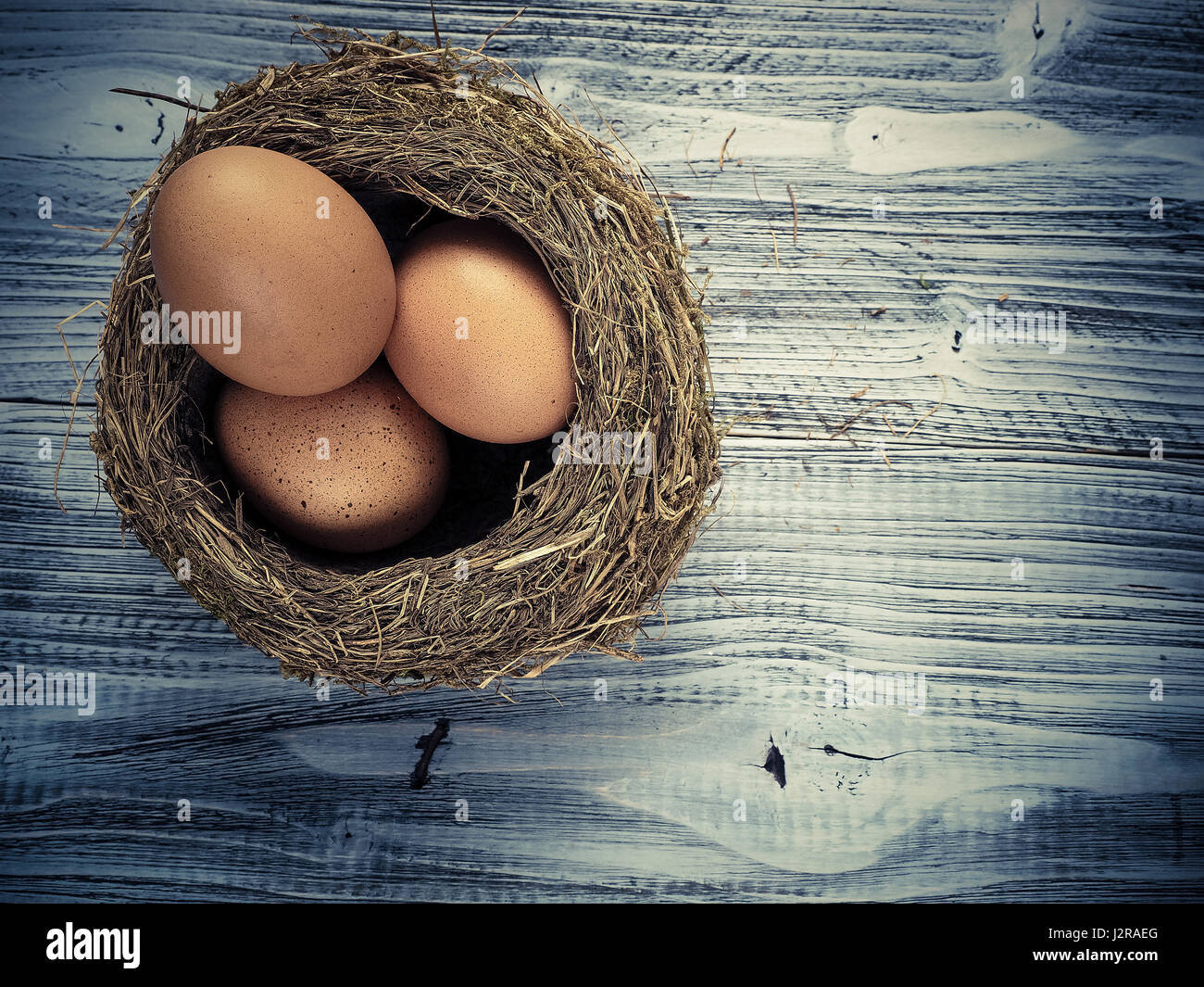 Bird nest and eggs Stock Photo Alamy