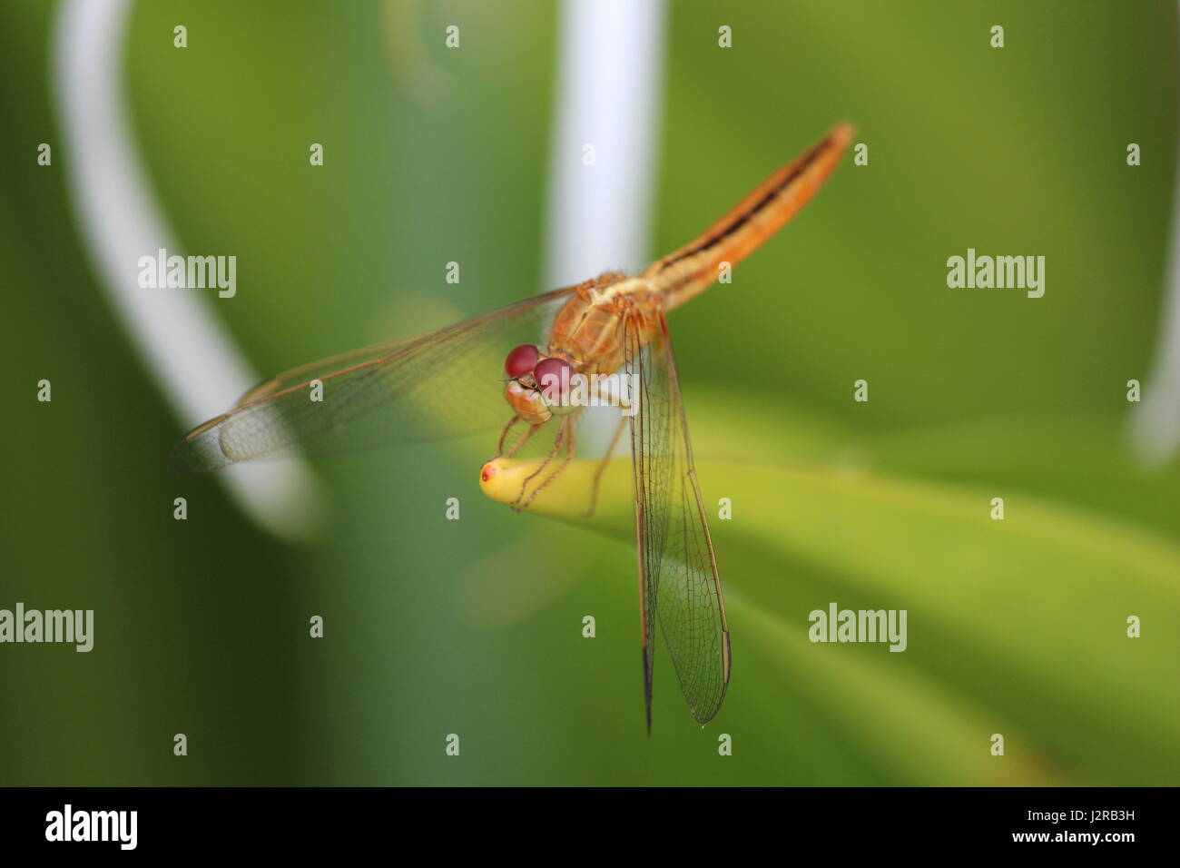 Dragonfly sitting on a plant Stock Photo