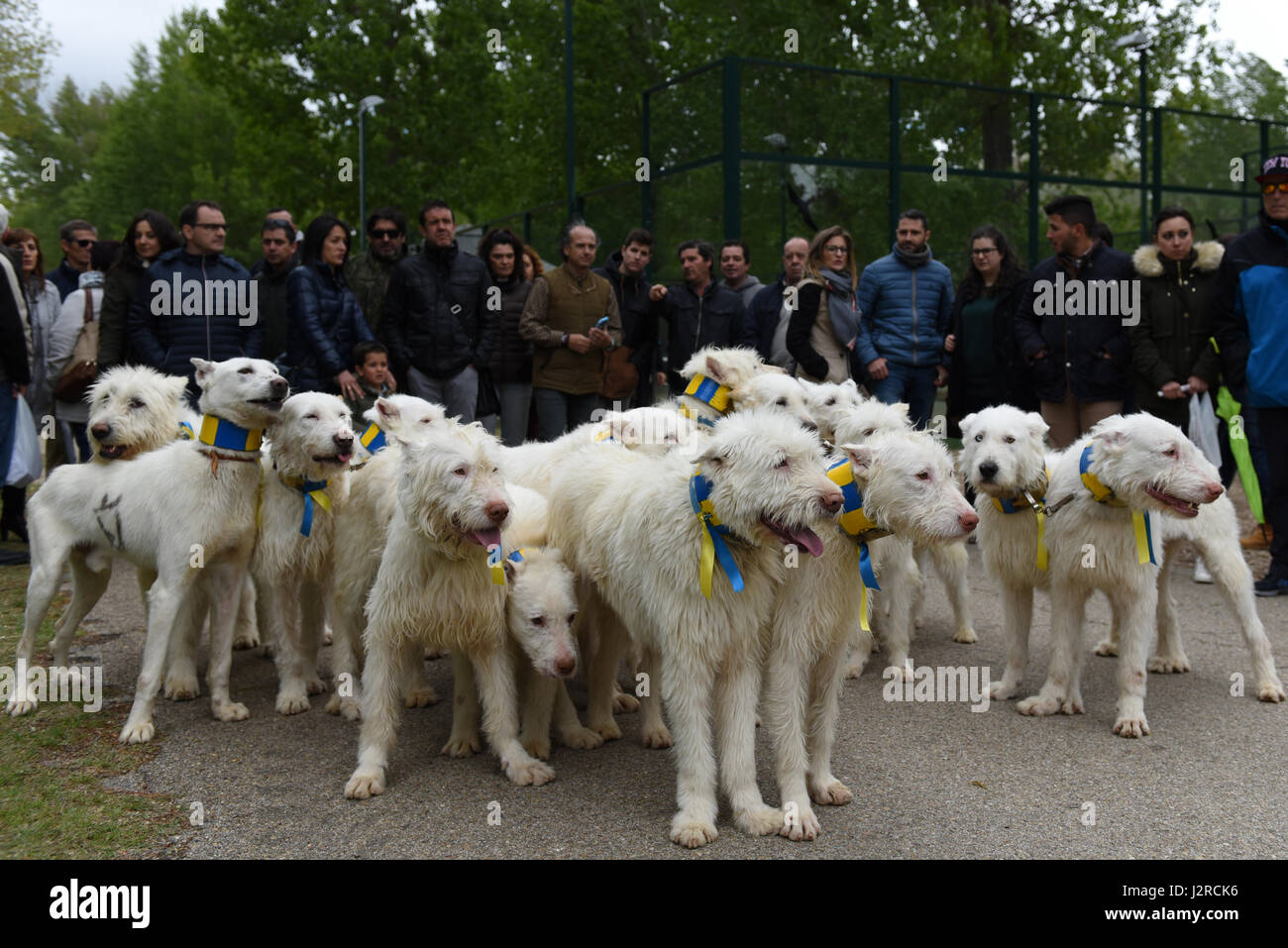 Almazán, Spain. 30th Apr, 2017. A group of hunting dogs pictured during the XIII annual exhibition of 'Rehalas' in Almazán, north of Spain. Credit: Jorge Sanz/Pacific Press/Alamy Live News Stock Photo