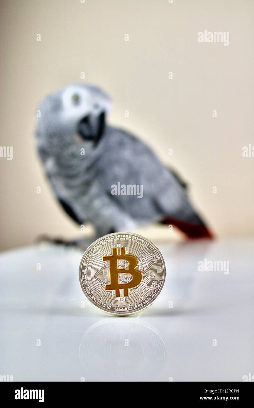 Cryptocurrency physical silver bitcoin coin and wild african grey parrot  Stock Photo - Alamy
