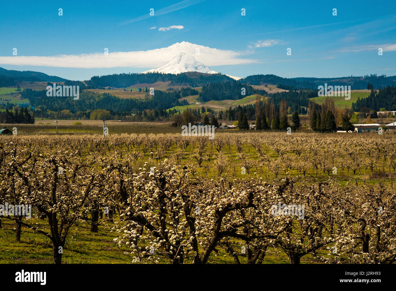 Blooming apple orchards and Mount Hood, Hood River Valley, Oregon Stock