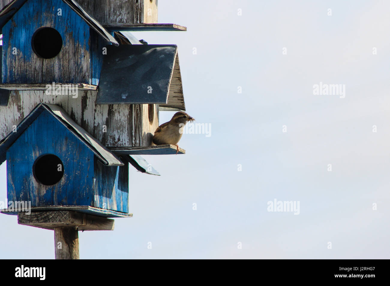 Bird housing hi-res stock photography and images - Alamy