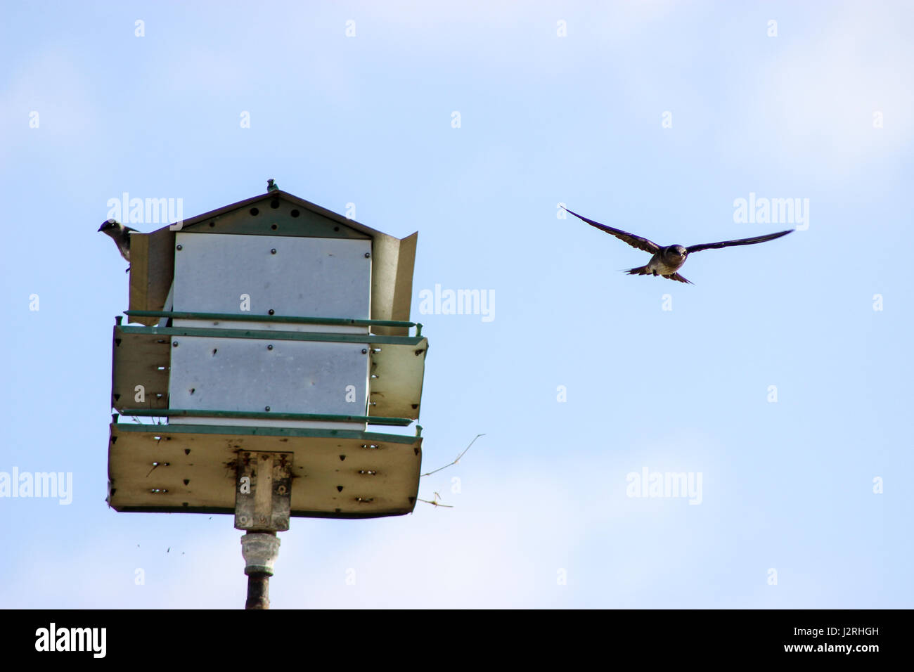 Picture of Bird housing hi-res stock photography and images - Alamy
