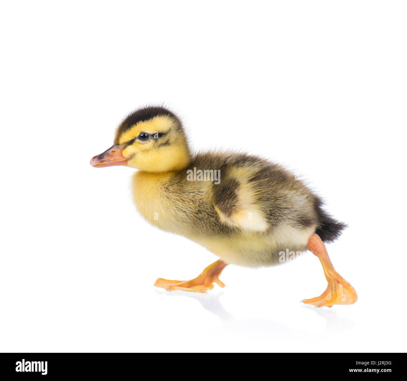 Cute little duckling Stock Photo