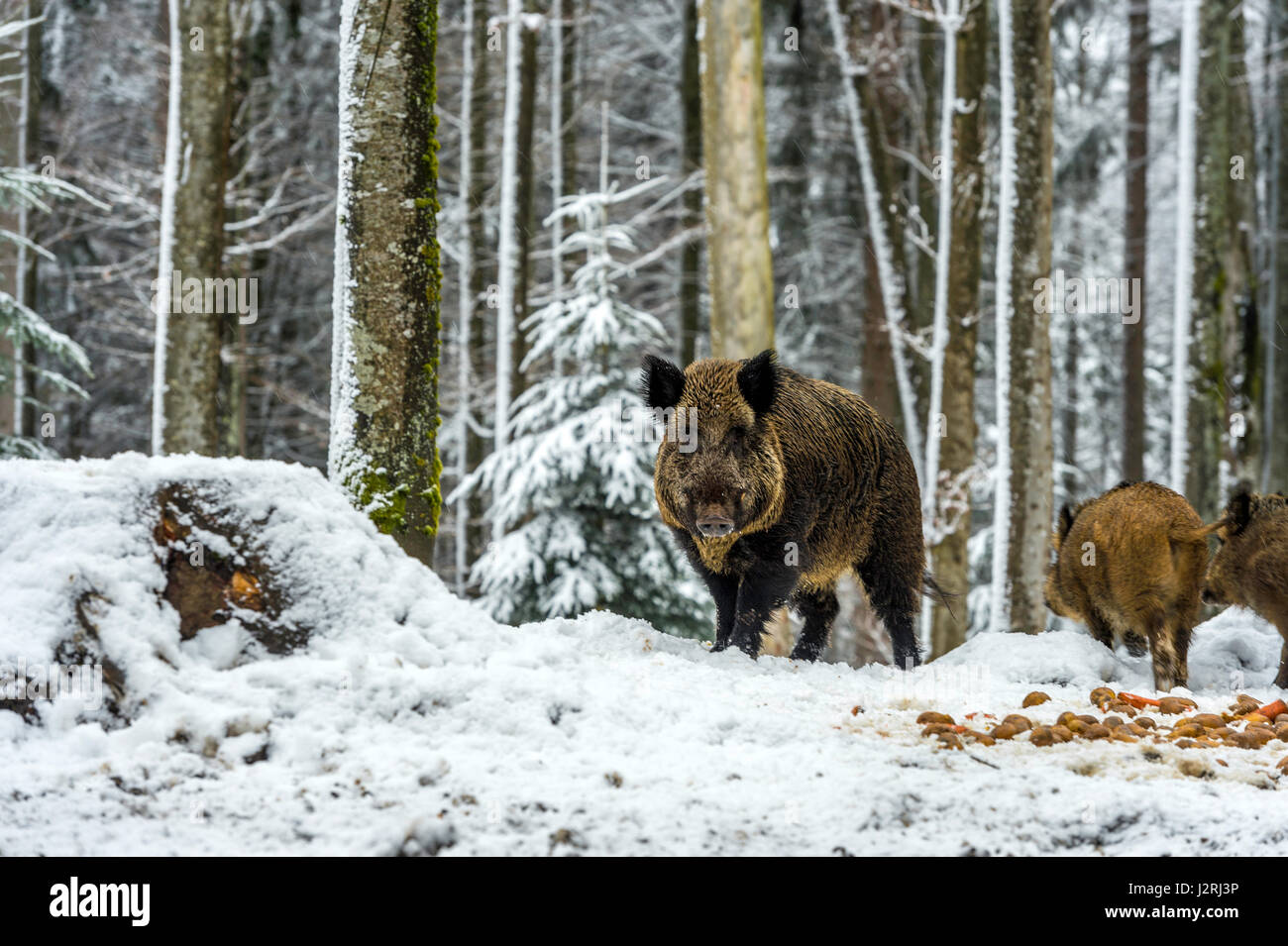 Eurasian Wild Boar (Sus scrofa) standing ground and foraging  in a snow covered woodland in mid winter, Stock Photo
