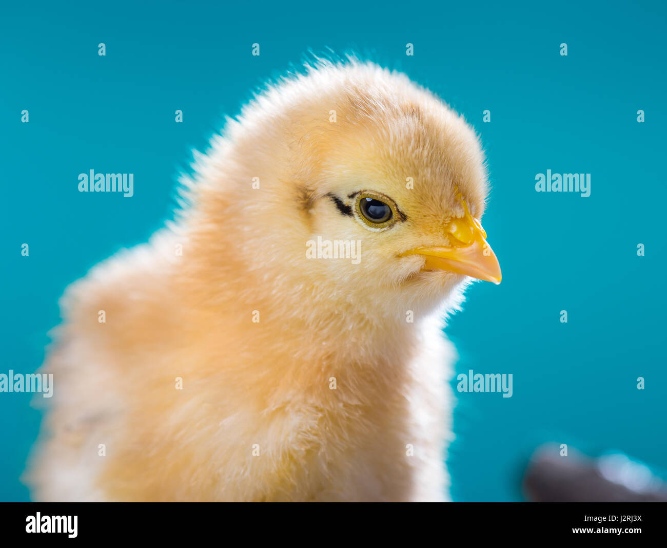 Cute newborn chicken Stock Photo Alamy