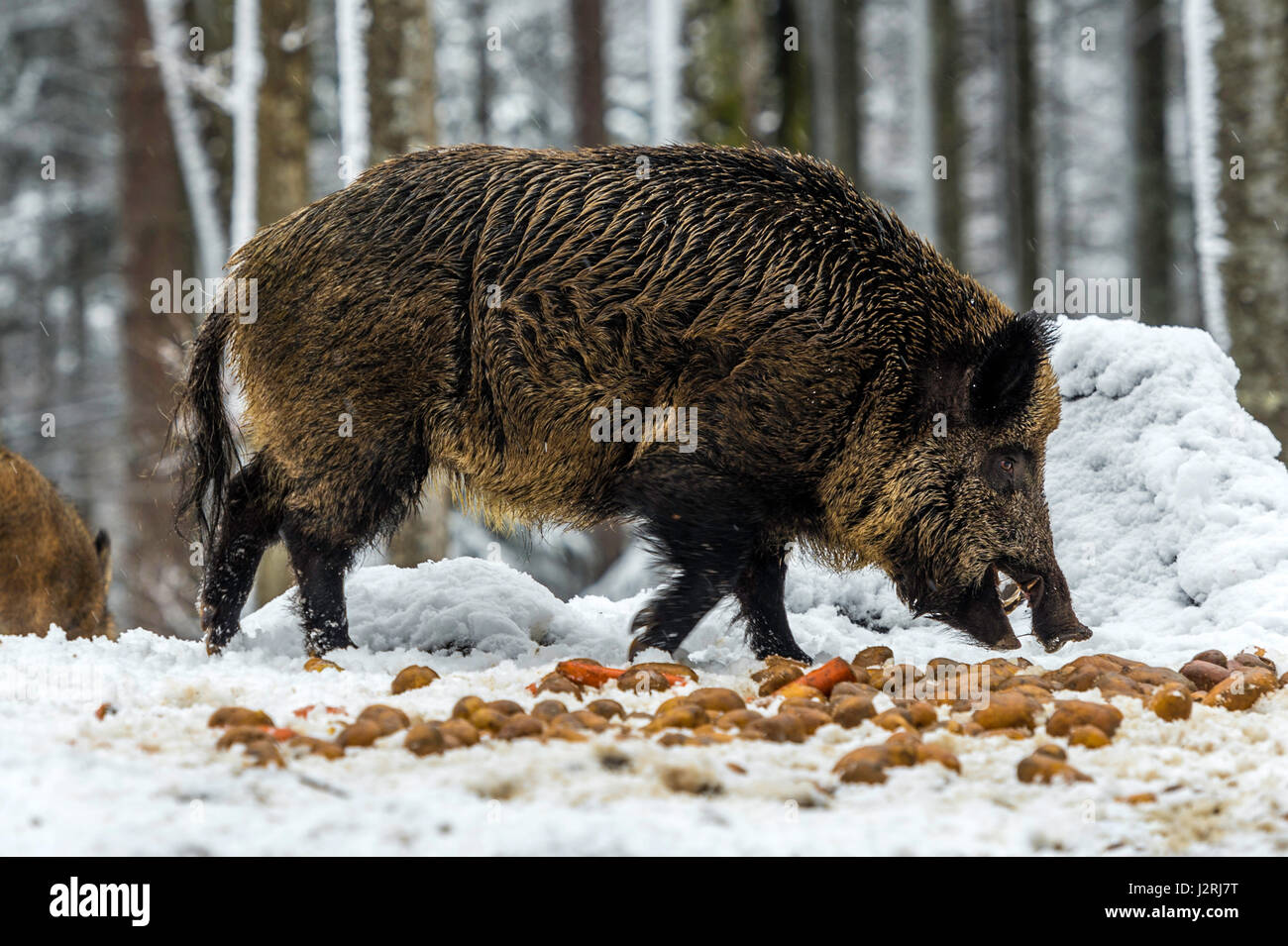 Eurasian Wild Boar (Sus scrofa) standing ground and foraging  in a snow covered woodland in mid winter, Stock Photo