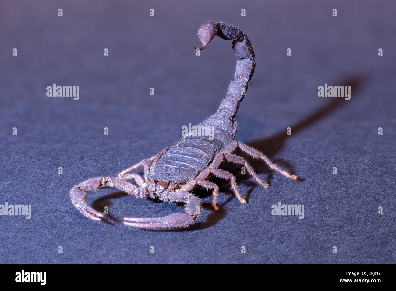 Madagascar Scorpion (Grosphus ankarana) specimen, stinger tail poised to strike, spot lit and isolated against studio background. Stock Photo