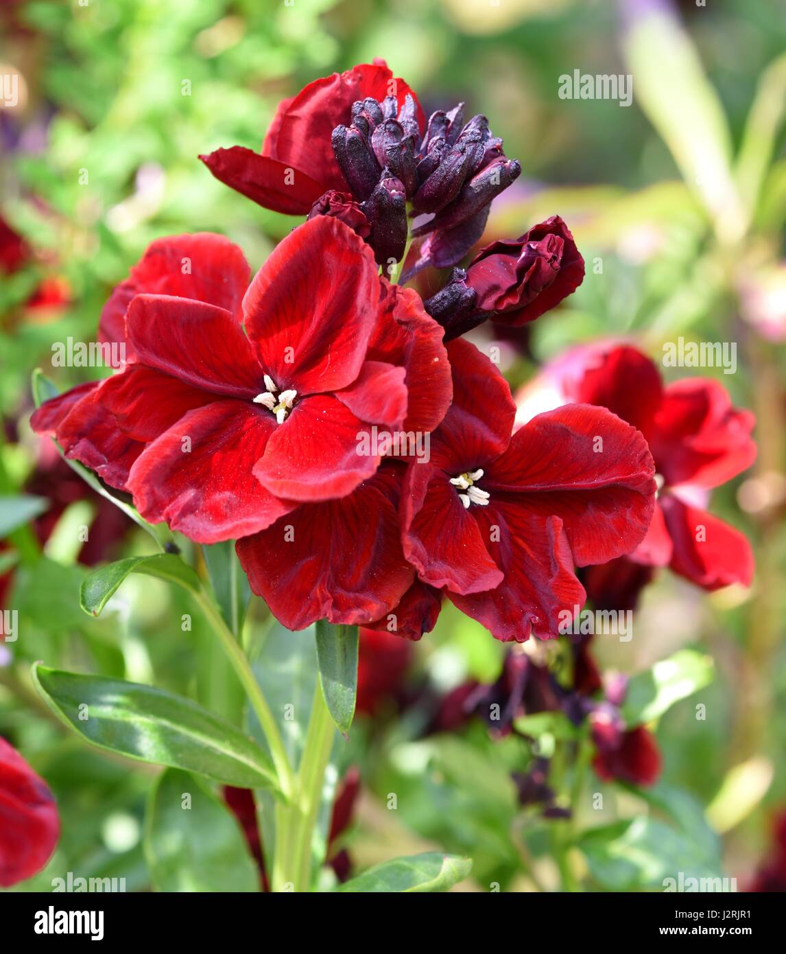 Wallflower hires stock photography and images Alamy