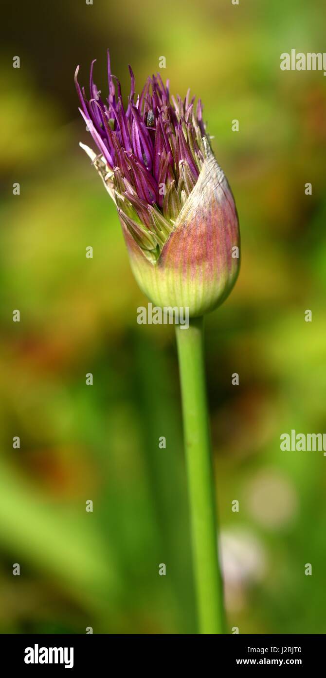 Allium bud Stock Photo