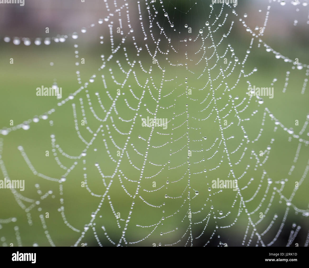 Spider webs with raindrops Stock Photo Alamy