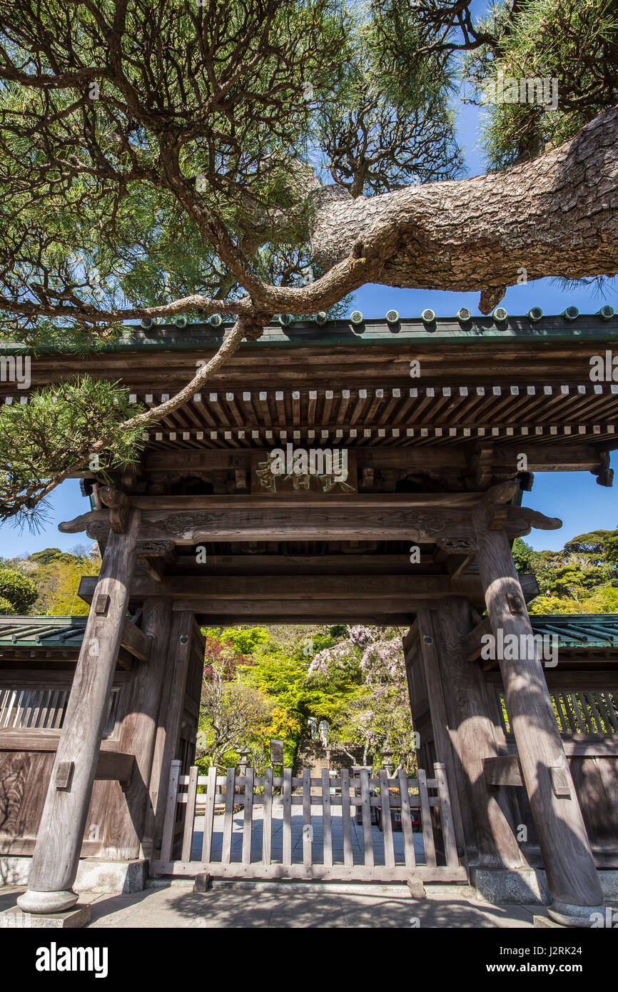 Hasedera Gate - Hase-dera Temple in Kamakura is officially named Kaiko-zan Jisho-in Hase-dera but commonly called Hase Kannon.  Hase-Dera has landscap Stock Photo