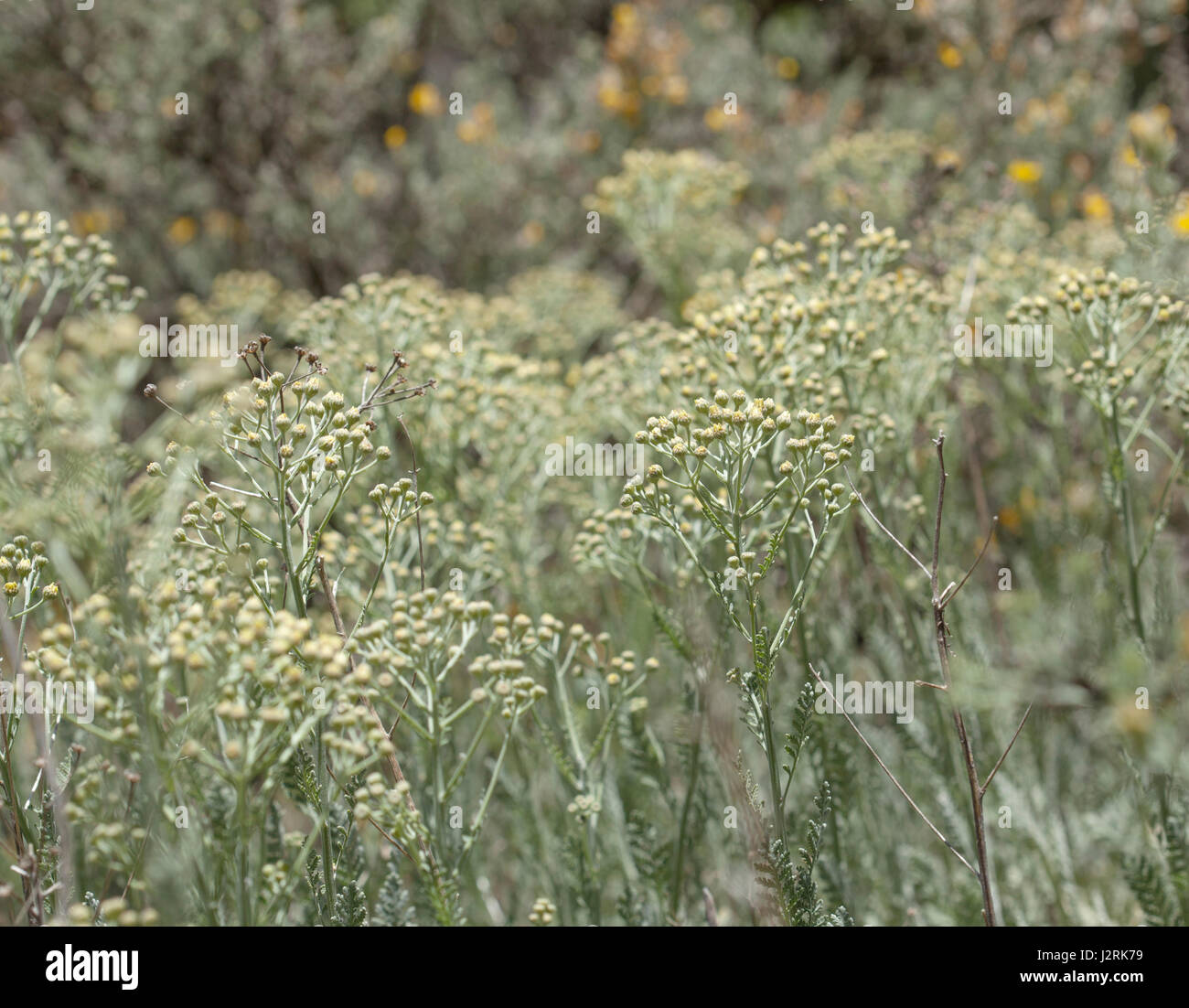 flora of Gran Canaria - Tanacetum ptarmiciflorum, silver leaf plant, endemic to the island, about to bloom, Stock Photo