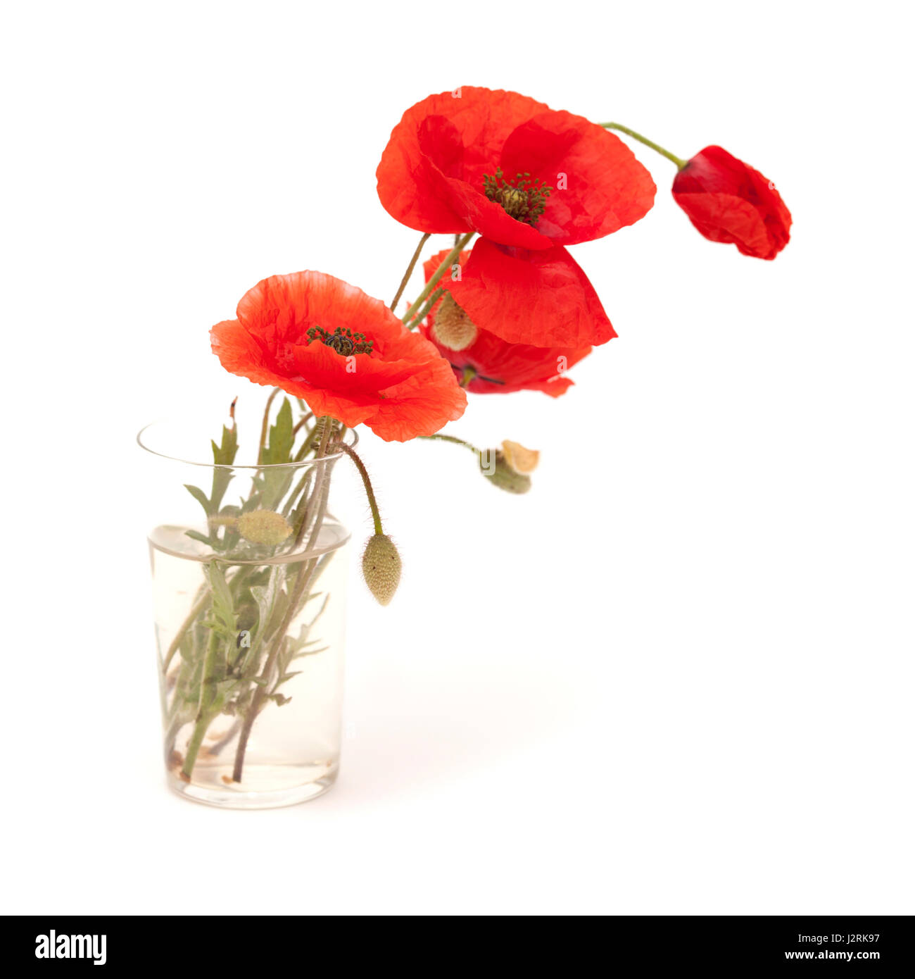 bright red poppy flowers isolated on white background Stock Photo - Alamy