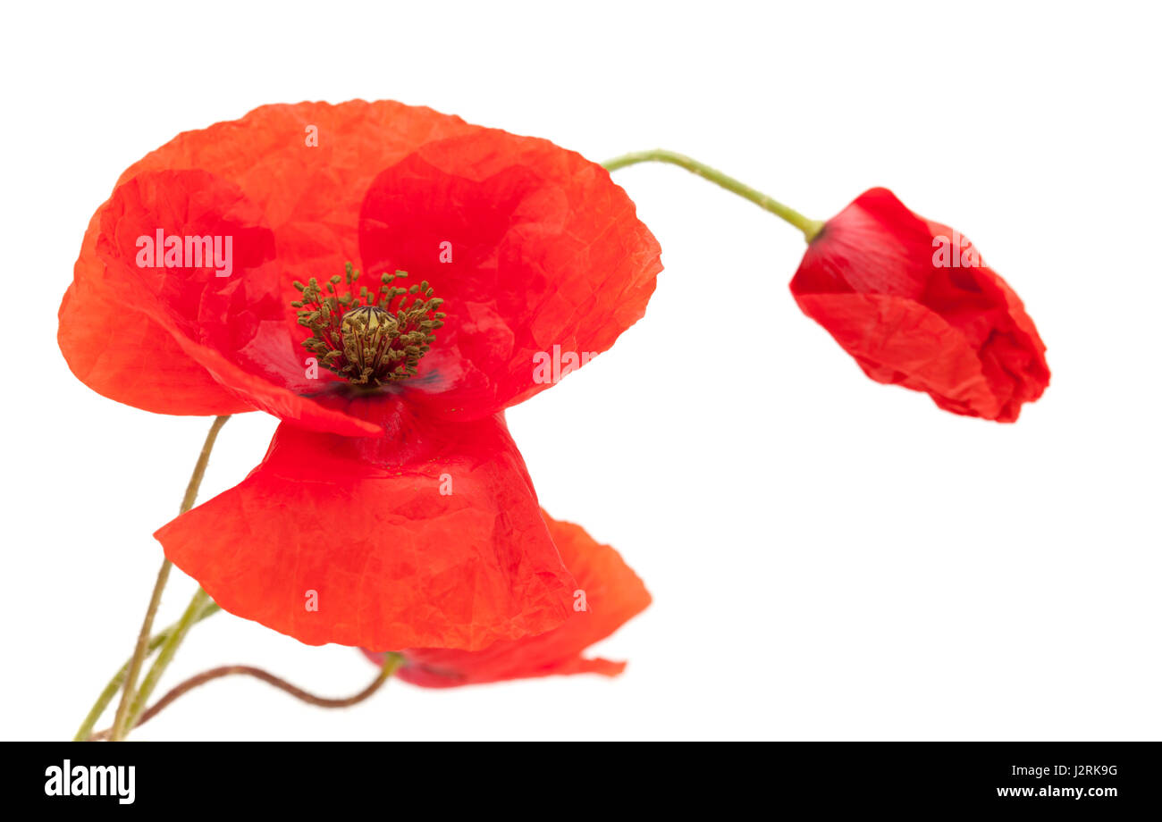 bright red poppy flowers isolated on white background Stock Photo - Alamy