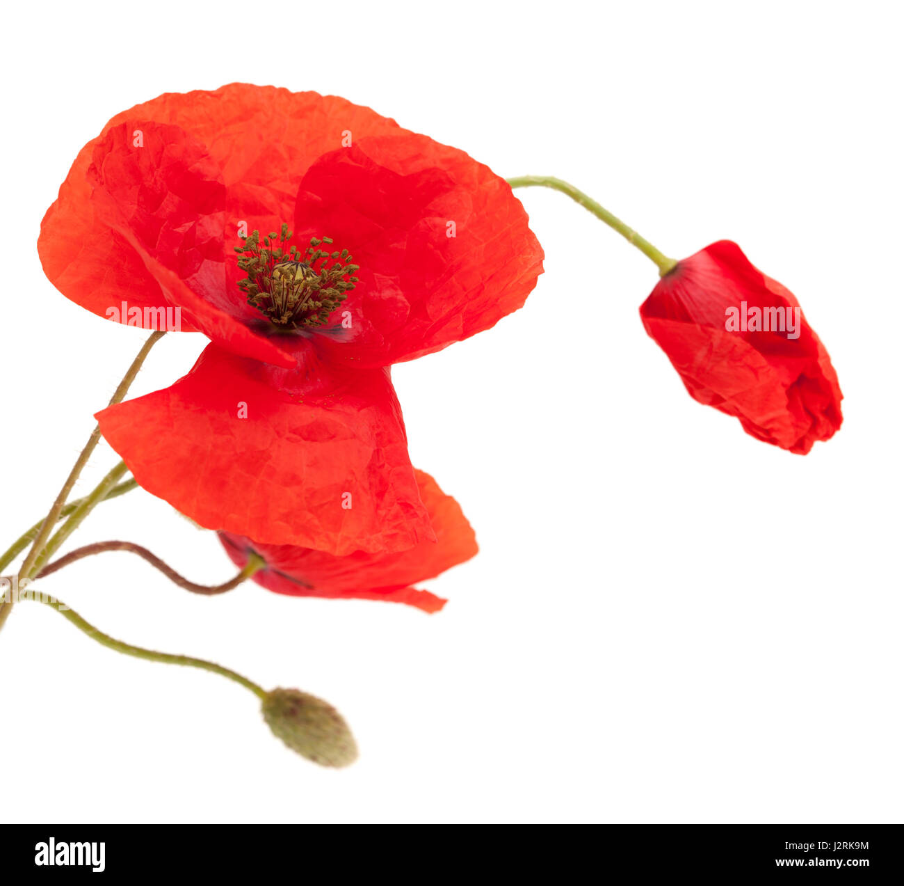 bright red poppy flowers isolated on white background Stock Photo - Alamy