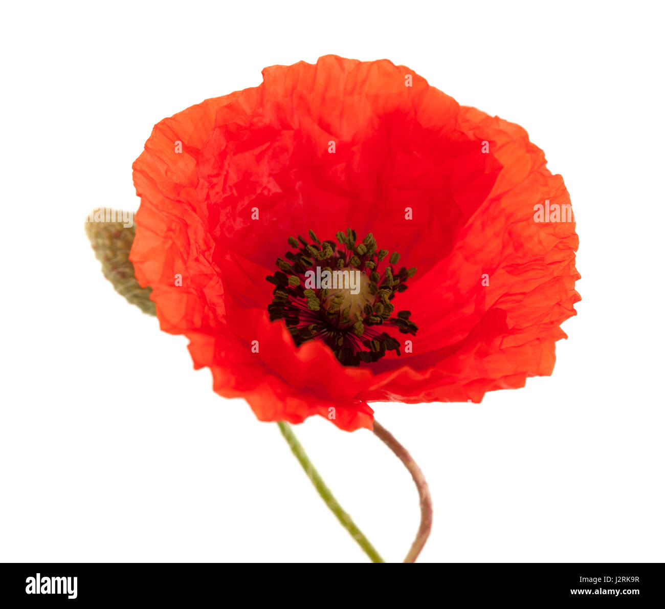 bright red poppy flowers isolated on white background Stock Photo - Alamy