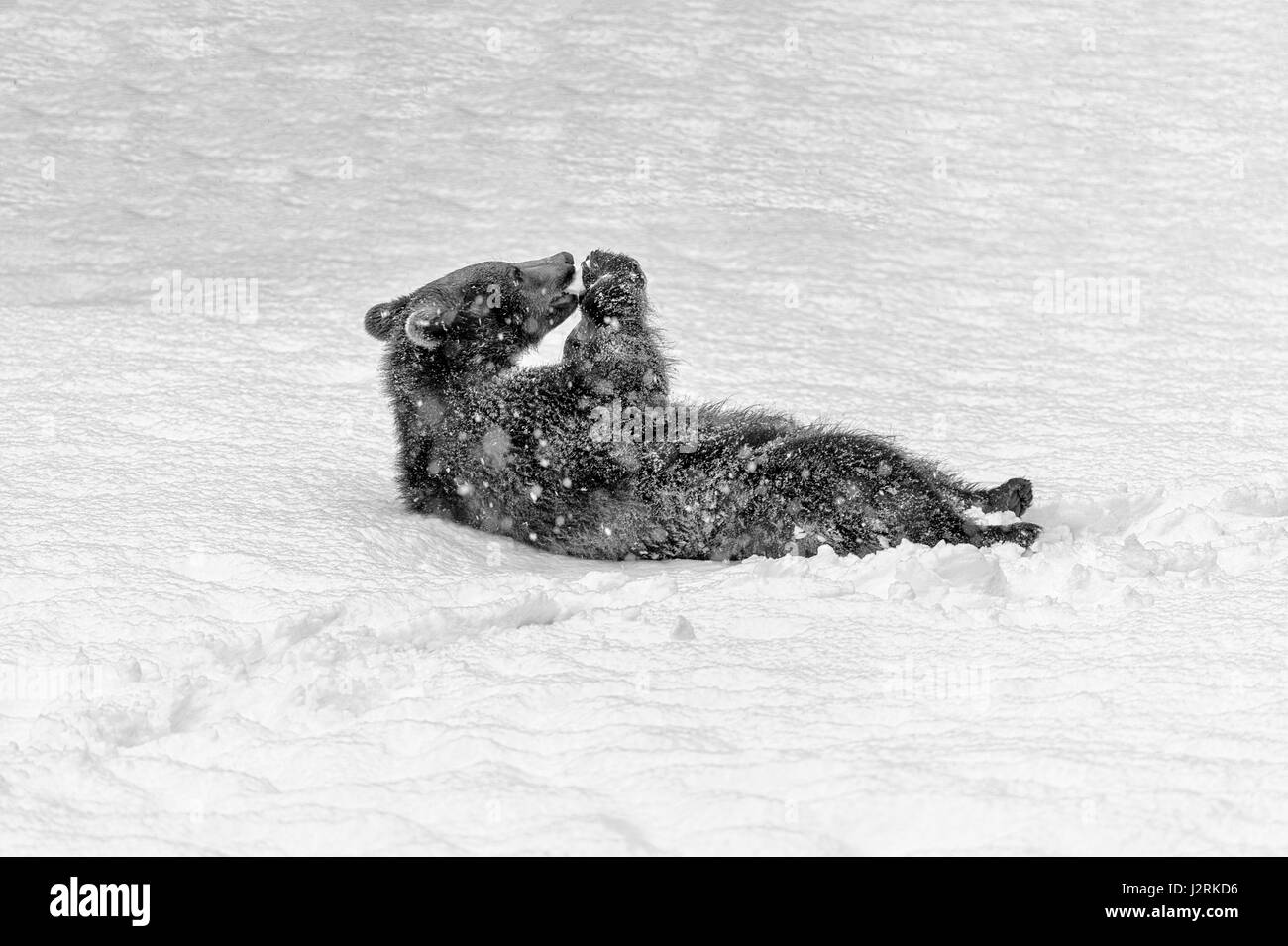 Single Eurasian Brown Bear Cub (Ursus arctos) frolicking in a winter snow storm. (Fine Art, High Key, Black and White) Stock Photo
