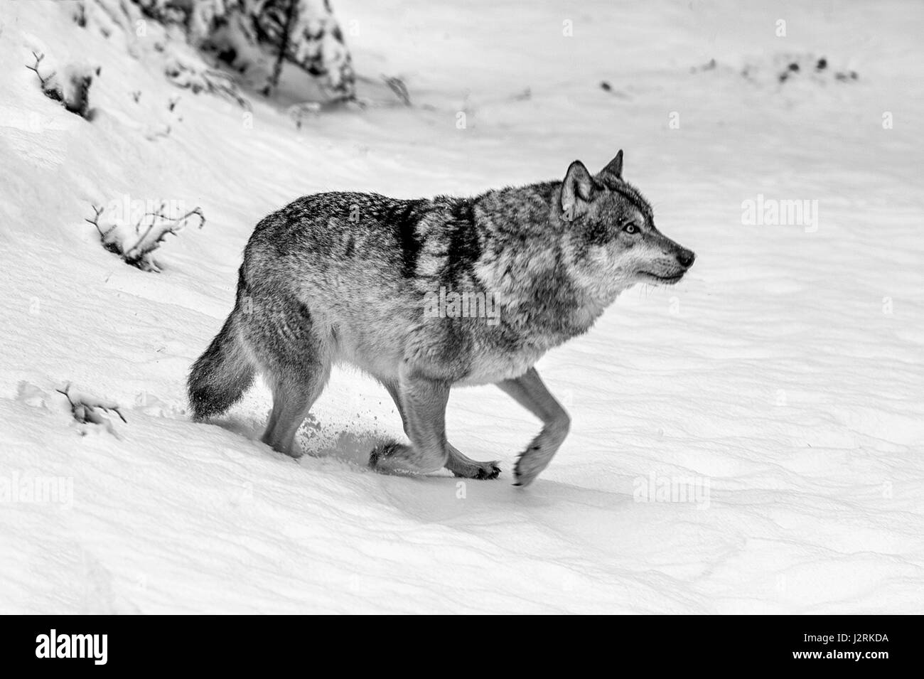 Beautiful single adult Grey Wolf (Canis lupus) depicted in snow covered woodland in mid winter. (Fine Art, High Key, Black and WHite) Stock Photo