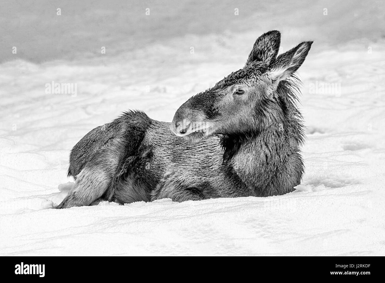 Beautiful juvenile Eurasian Moose / Elk (Alces alces) depicted sitting in a snow drift in mid winter. (Fine Art, High Key, Black and White) Stock Photo