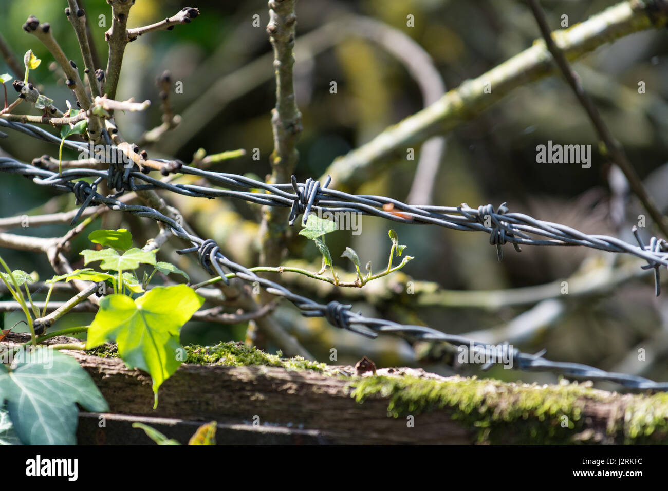 Barbed wire on a farm gate Stock Photo