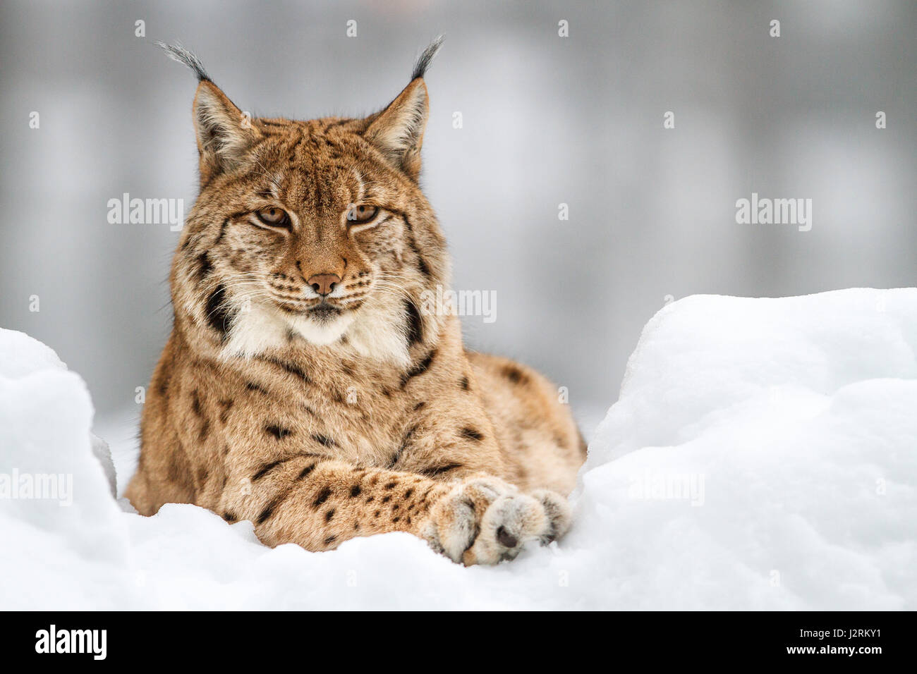Eurasian lynx (lynx lynx), lying in the snow, portrait, winter, Bavaria, Germany Stock Photo