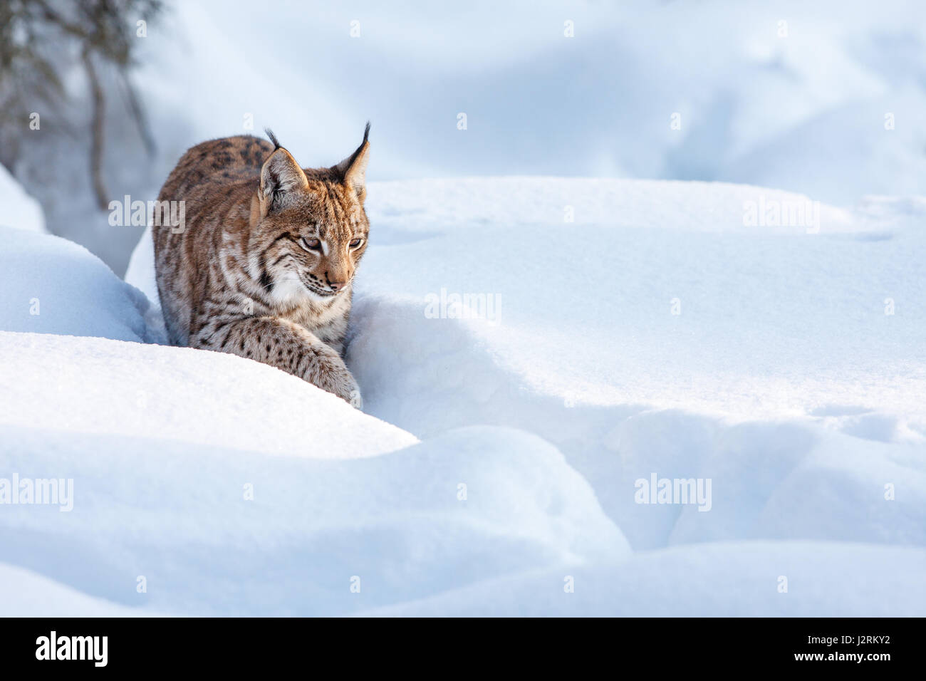 Eurasian lynx (lynx lynx) walking in the snow, winter, Bavaria, Germany Stock Photo