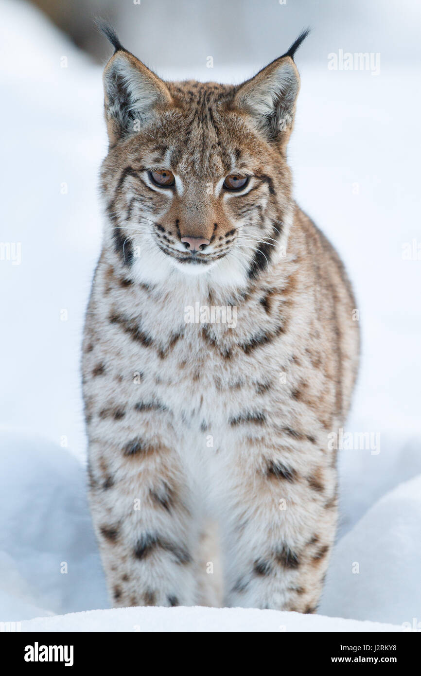 Eurasian lynx (lynx lynx), snow, winter, Bavaria, Germany Stock Photo