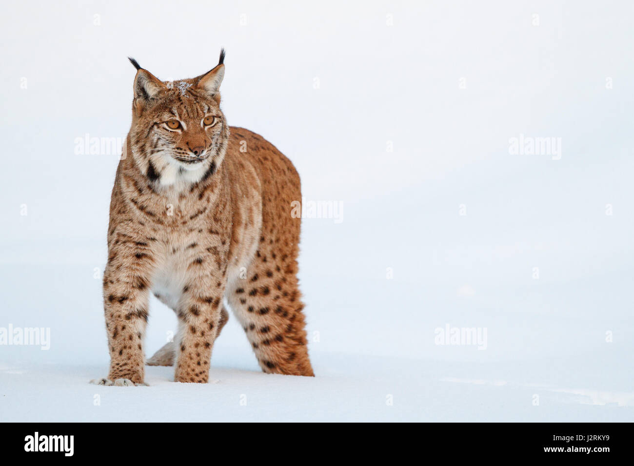 Eurasian lynx (lynx lynx), in the snow, winter, Bavaria, Germany Stock Photo
