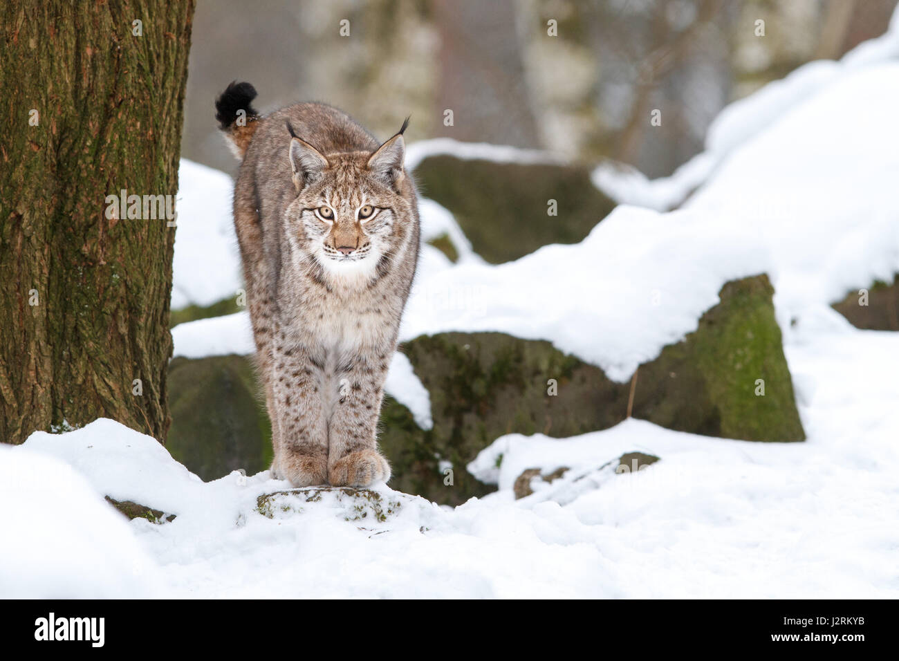 Eurasian lynx (lynx lynx), snow, winter, Bavaria, Germany Stock Photo