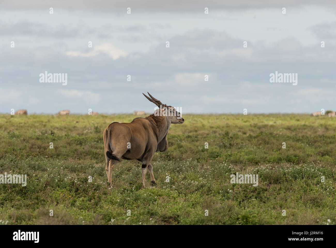 Eland on the Serengeti Plains Stock Photo