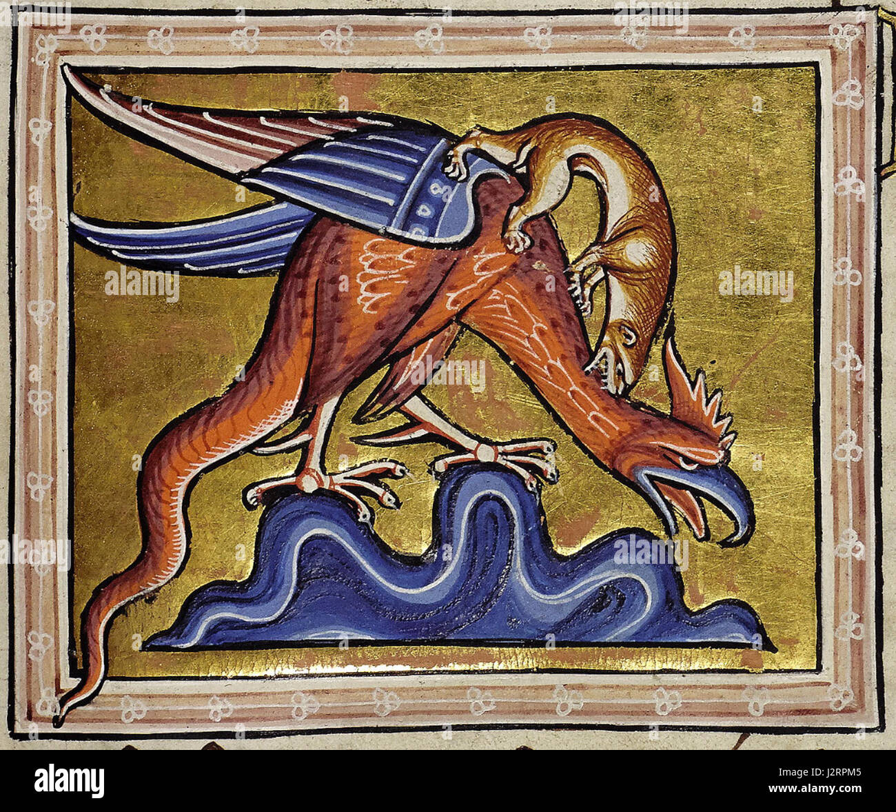 The Aberdeen Bestiary: Folio 66r - the dragon, De basilisco; Of the basilisk - The dragon kills by wrapping its tail around a victim and it can even kill elephants. The basilisk is the king of crawling things and can kill with a glance. This basilisk has a raptor's beak, a cockscomb, wings, a tail and claws. He is being attacked by a weasel Stock Photo